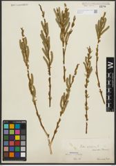 Foto von Salix purpurea L.